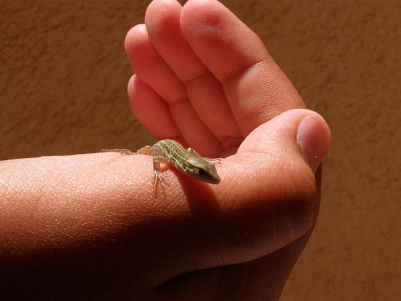 miroslavVajdic (129)